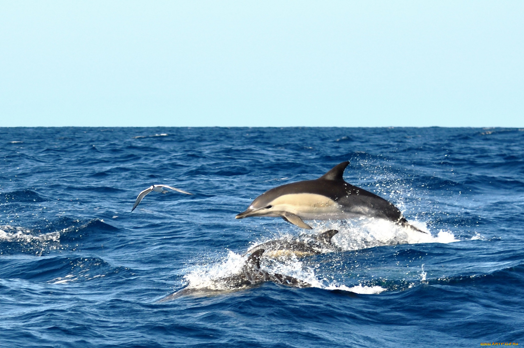 Дельфины море солнце
